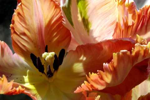tulpen