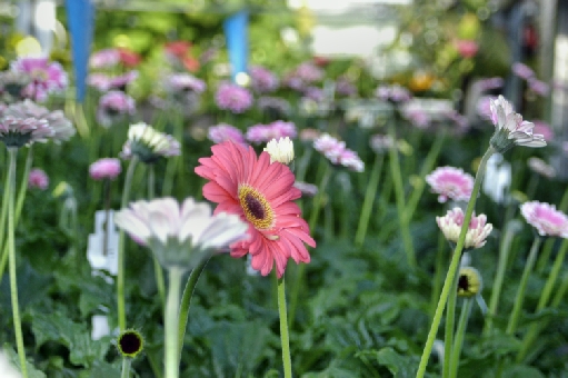 gerbera