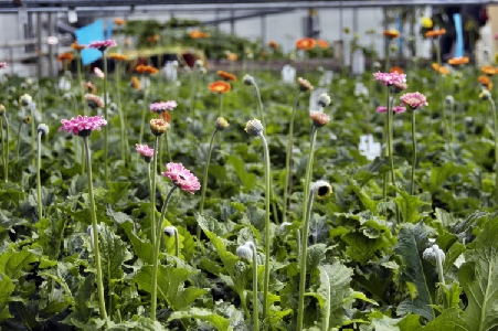 gerbera