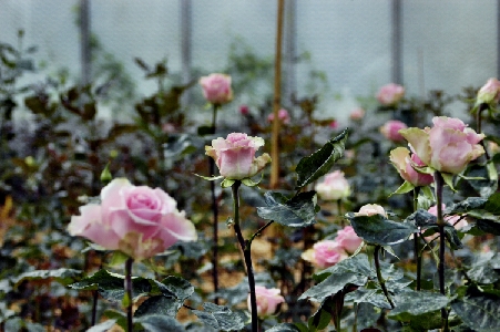 rosen