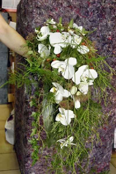 Phalenopsistropfen